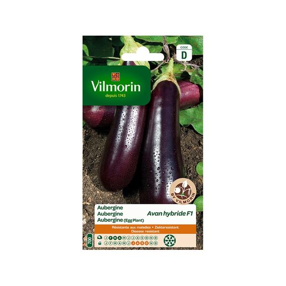 Vilmorin Aubergine Avan Hf1 - Sd