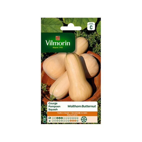 Vilmorin Pompoen Waltham Butternut - Sc