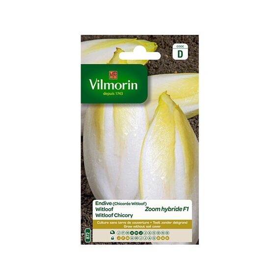 Vilmorin Witloof Zoom Hf1 - Sd