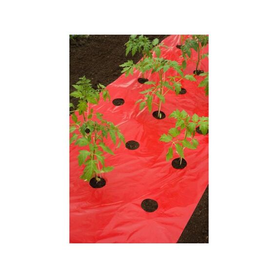 Mulch-/Kweekfolie Voor Tomaten  20Xø80 Mm - 0,95 X 5 M