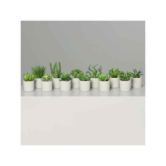 Vetplant In Grijs Beton Bloempot 9-15Cm 12 Assortimenten Prijs Per Stuk