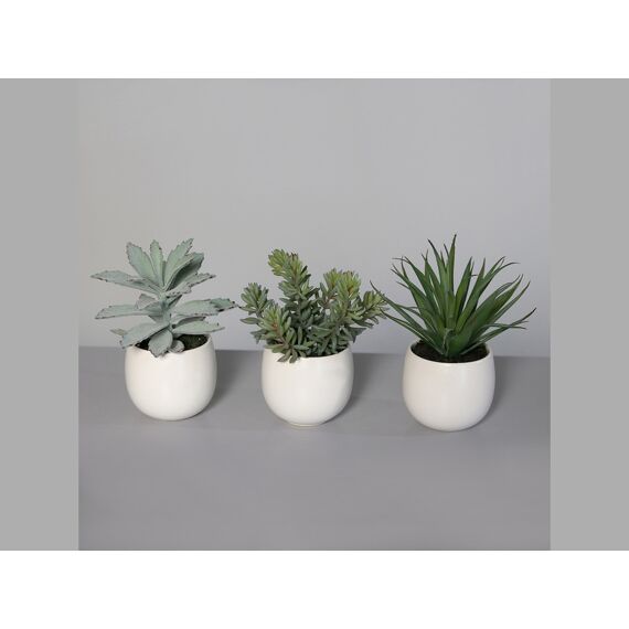 Succulent In White Ceramic Bowl 15Cm 3 Assortimenten Prijs Per Stuk