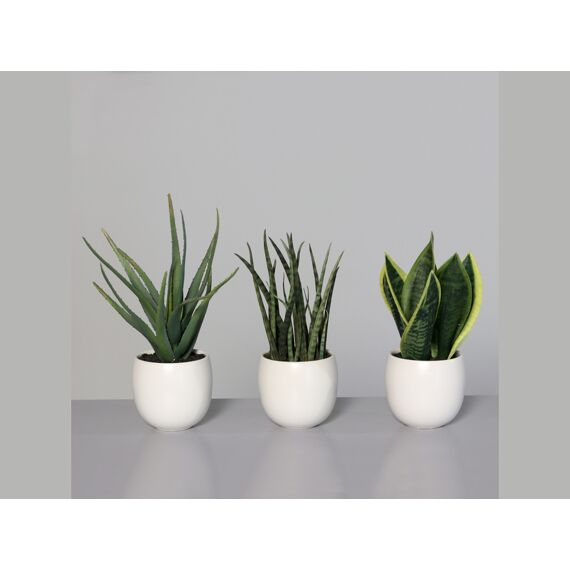 Sanseverian-Agave Asst In White Ceramic Bowl 20Cm