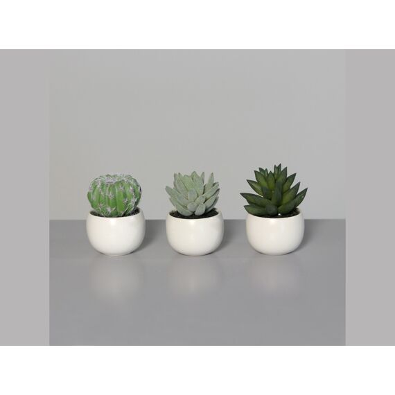 Succulent-Cactus Assortimenten Prijs Per Stuk In White Ceramic Pot 8Cm