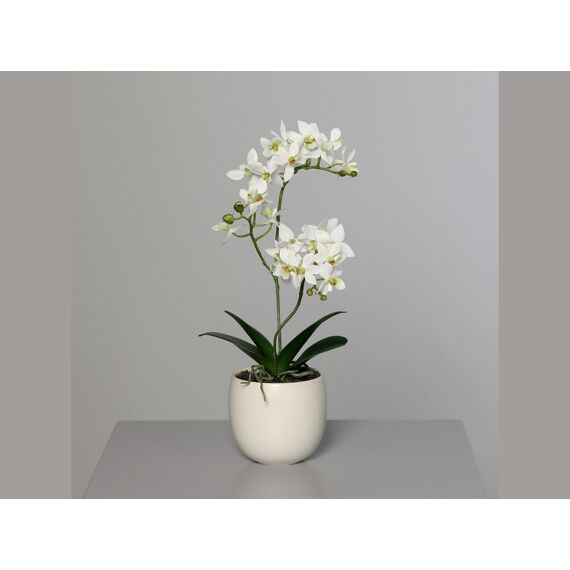 Orchidee Im Keramiktopf 36Cm