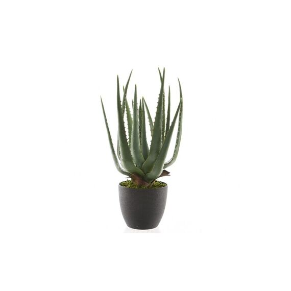 Aloe Vera In Pot Plastic 25X40Cm Groen