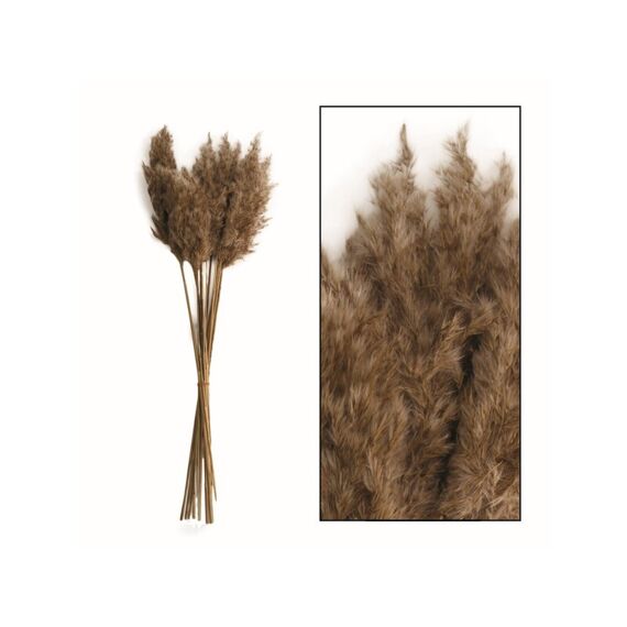 Wild Reed Plume Vinz Nature 65Cm 20St