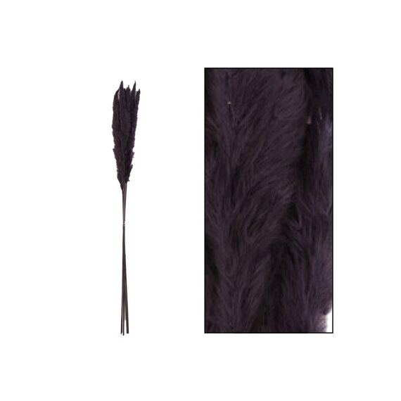 Pampas Grass Jaxx Nature Black 65-75Cm