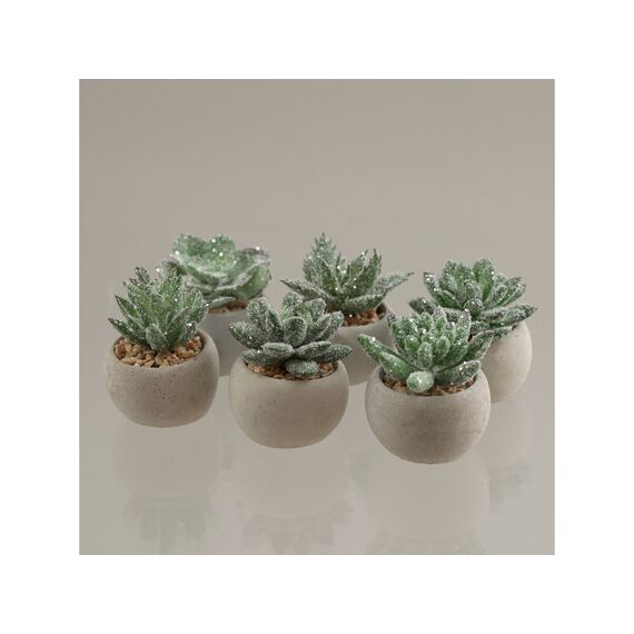 Succulent In Potje Assortiment Prijs Per Stuk