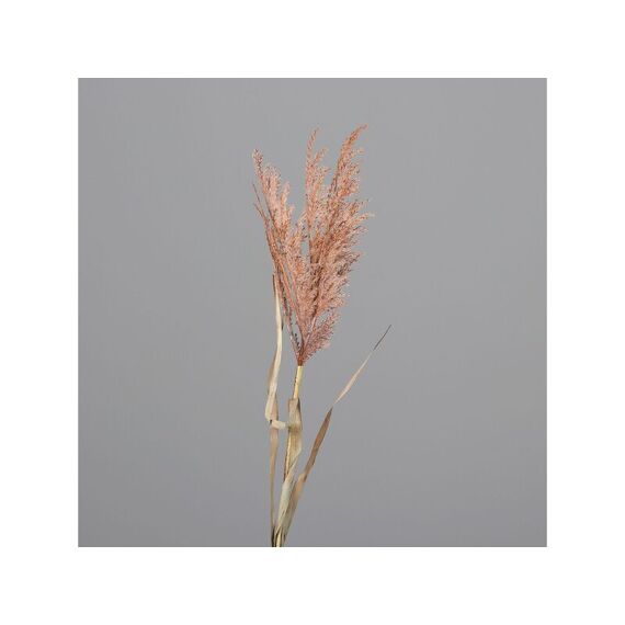 Pampas Grass Bruin 97Cm