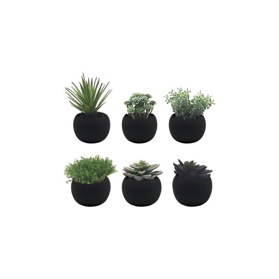 Succulent In Pot 6 A ssortiment Prijs Per Soort 16Cm