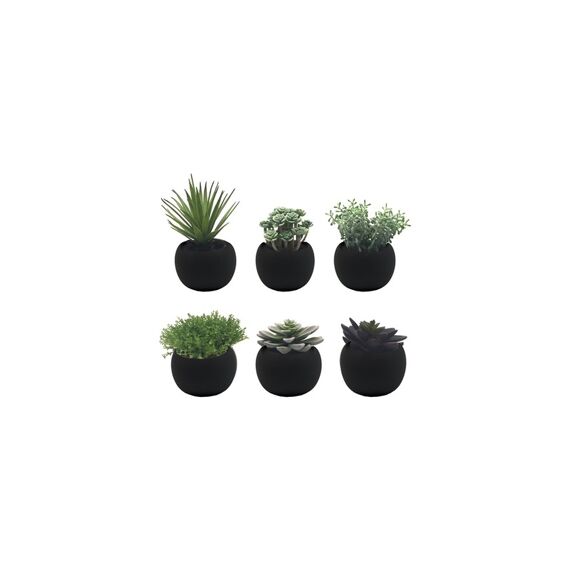 Succulent In Pot 6 Assortiment Prijs Per Stuk 13Cm