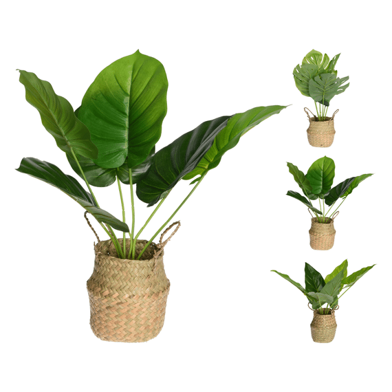 Plant In Mand 46Cm 3 Assortimenten Prijs Per Stuk