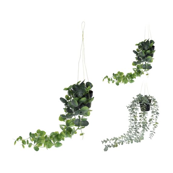 Hangplant In Pp Pot 56Cm 2 Assortimenten Prijs Per stuk