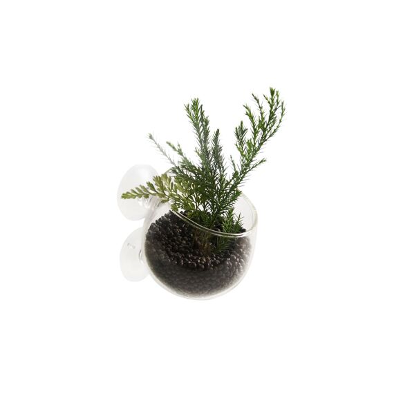 Plant Cup Glas 9X6X6Cm Transparant