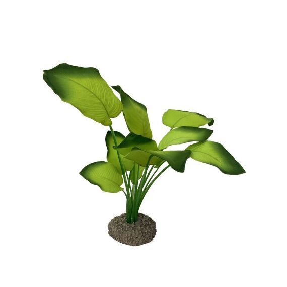 Anubias 3 20Cm Groen