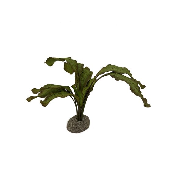Echinodorus 1 5Cm Groen