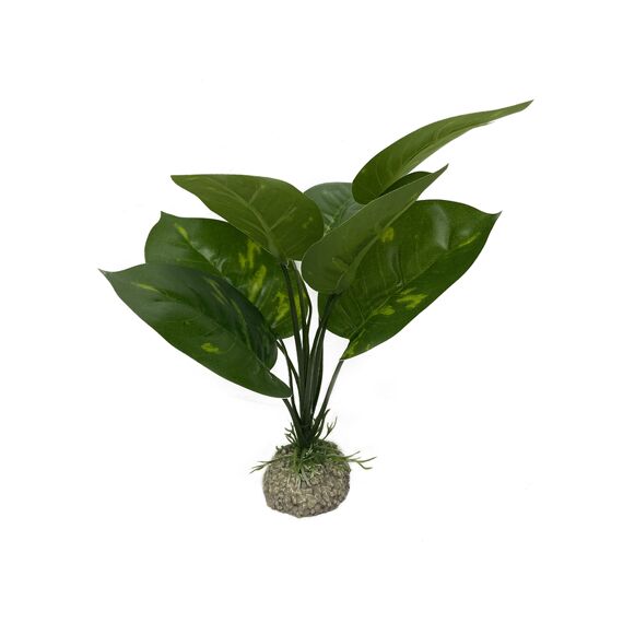 Anubias 1 24Cm Groen