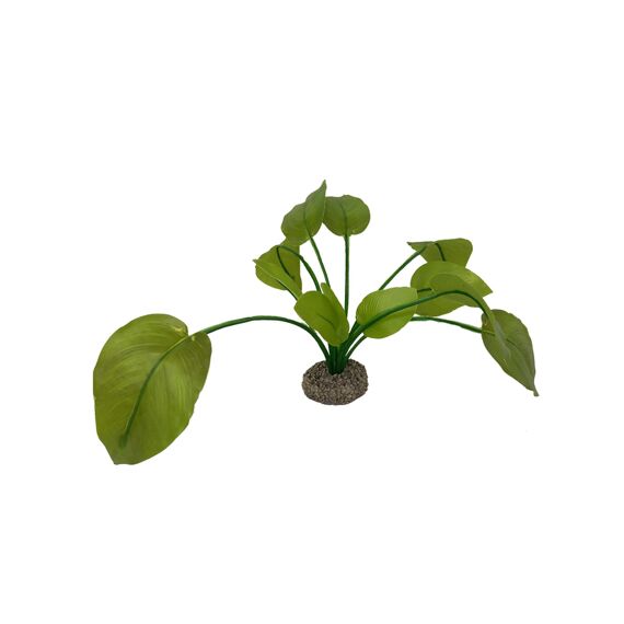 Anubias 2 17Cm Groen