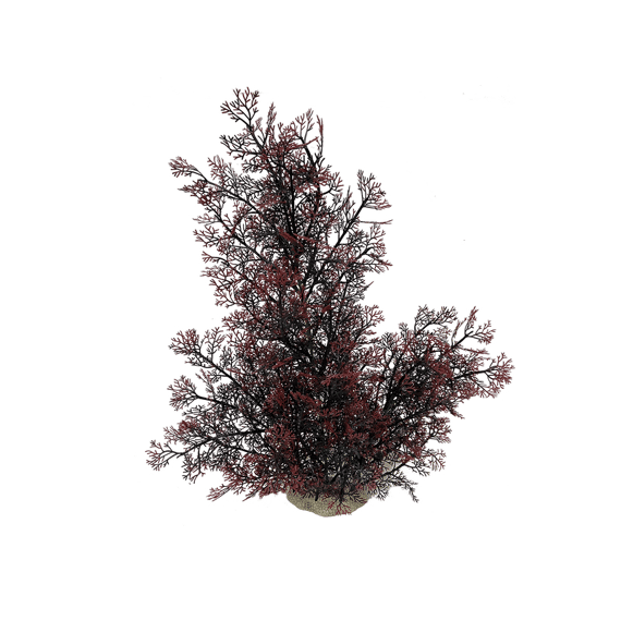 Phoenix Xl - 56Cm Rood