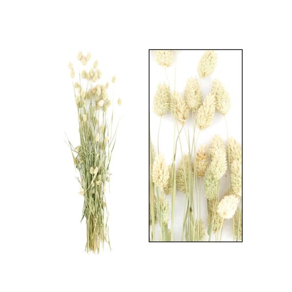 Bunch Phalaris Nature 76X14.5X7Cm Natural