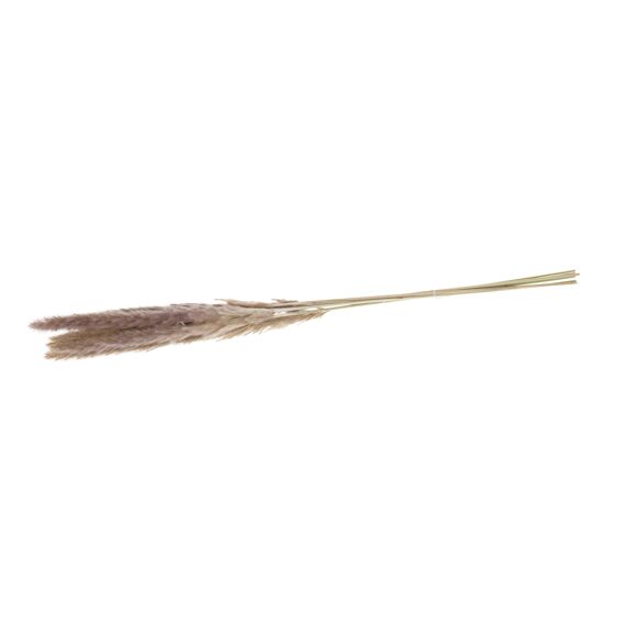 Pampas Grass Mace Nature 65-75X8X1Cm Natural 10St.