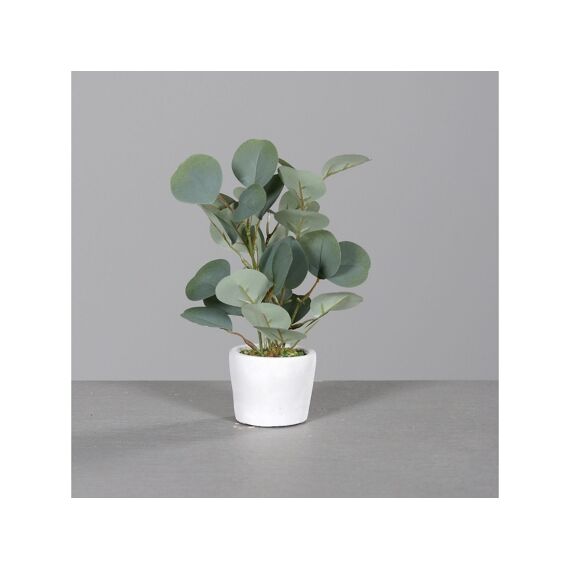 Eucalypthus In Grey Stone Pot 25Cm