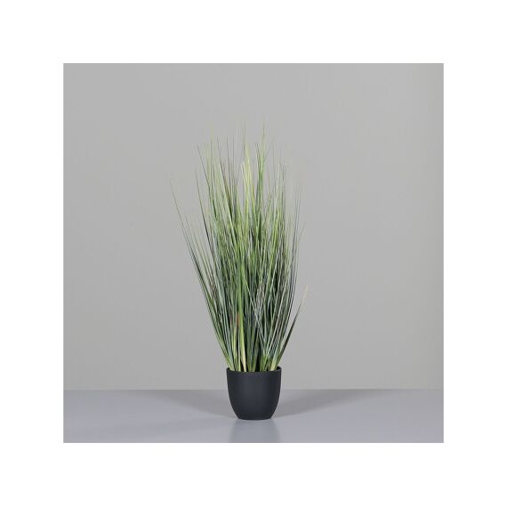 Isolepsis Grass Arrangement In Black Plastic Pot 63Cm