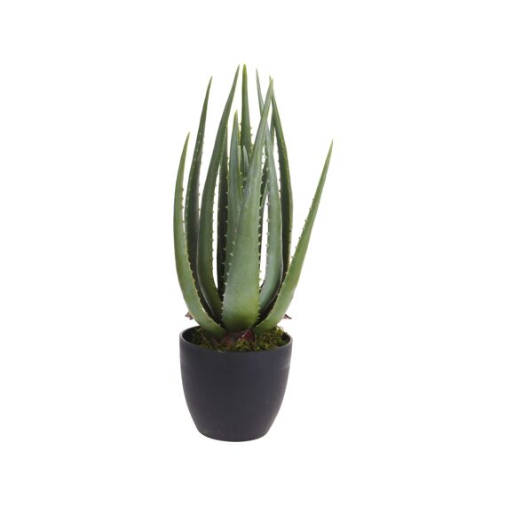 Plant In Pot 45Cm