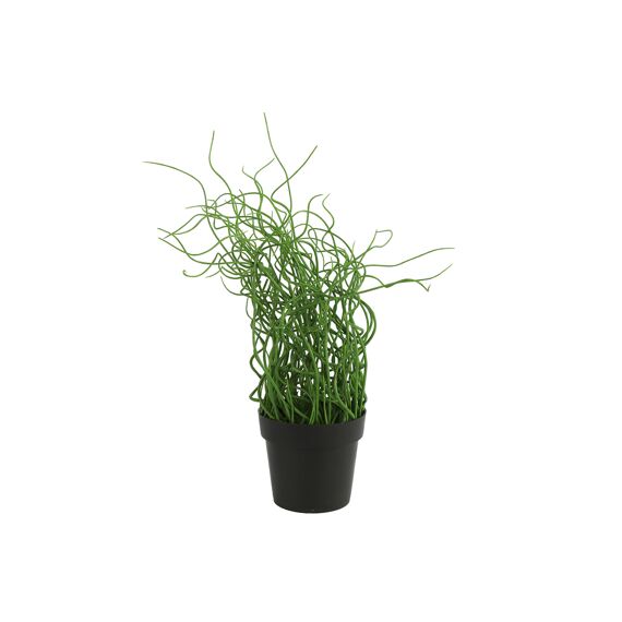 Juncus Effusus Groen L12B12H38Cm