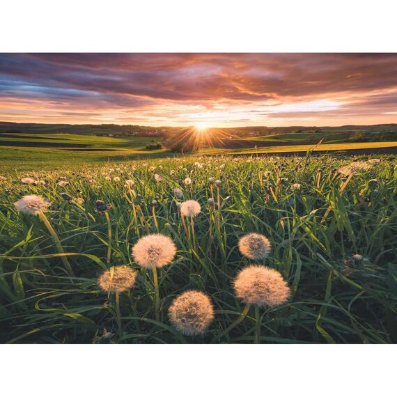 Ravensburger Puzzel 500 Stuks Paardenbloemen Bij Zonsondergang