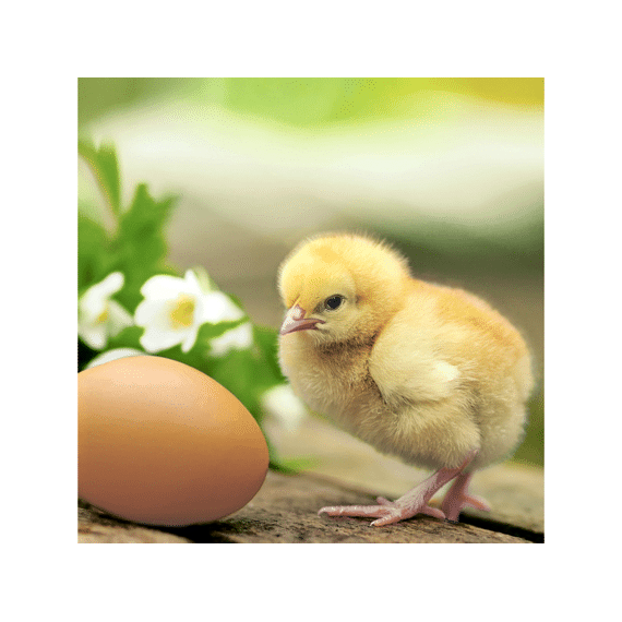 Duni Serviet 33X33Cm 20 St. Chicken With Egg