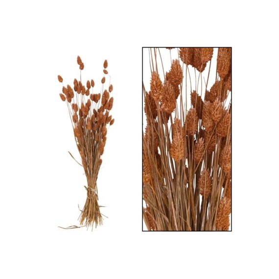 Bunch Phalaris Nature 76X14.5X7Cm Orange