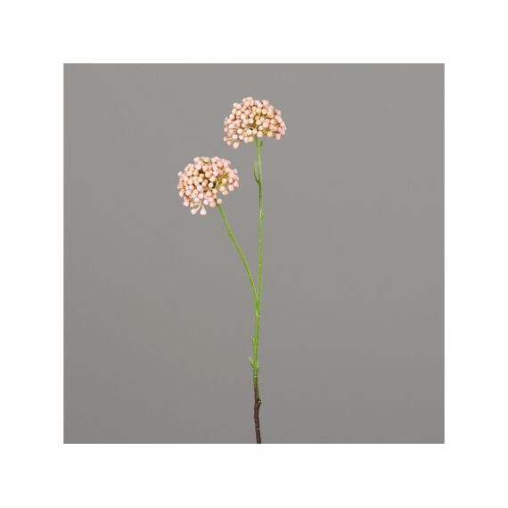 Allium With 2 Flowerhead 50 Cm Rosee