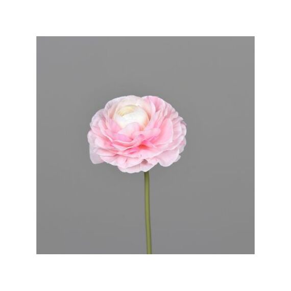 Ranunculus Pick 25 Cm Rosee