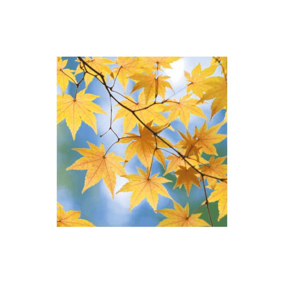 Duni Servet 33X33Cm 20 Stuks Autumn Blaze
