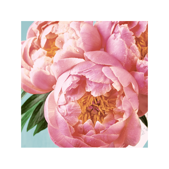 Duni Servet 33X33Cm 20 Stuks Pink Peony