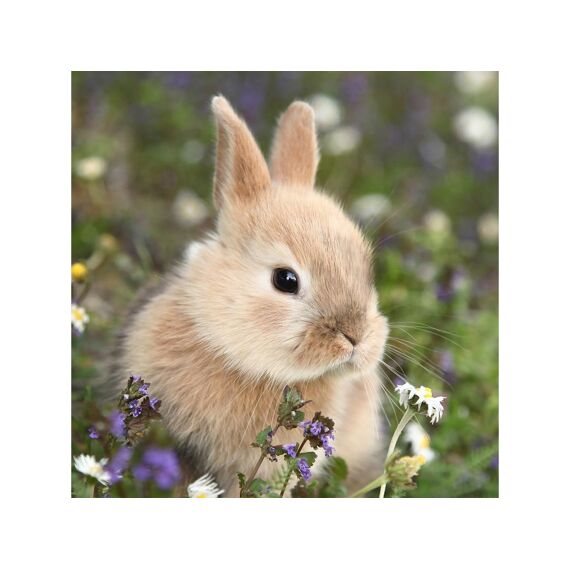 Duni Servet 33X33Cm 20 Stuks Bunny In Field
