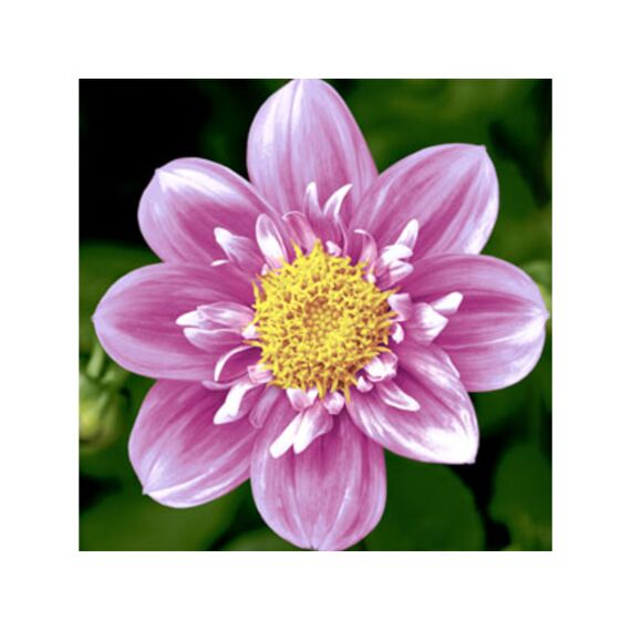Duni Servet 33X33Cm 20 Stuks Pink Flower