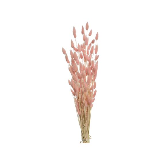 Pluim Gras L85.00-W20.00-H85.00Cm Pink