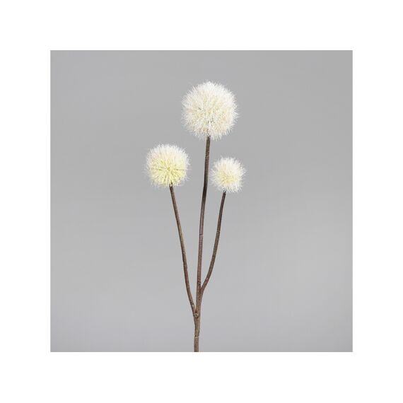 Allium, 70 Cm, Crème