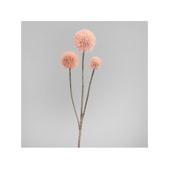 Allium, 70 Cm, Roze