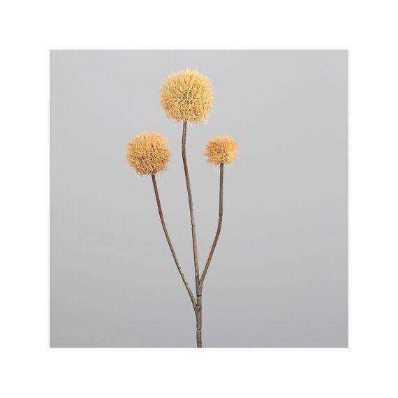 Allium, 70 Cm, Zand