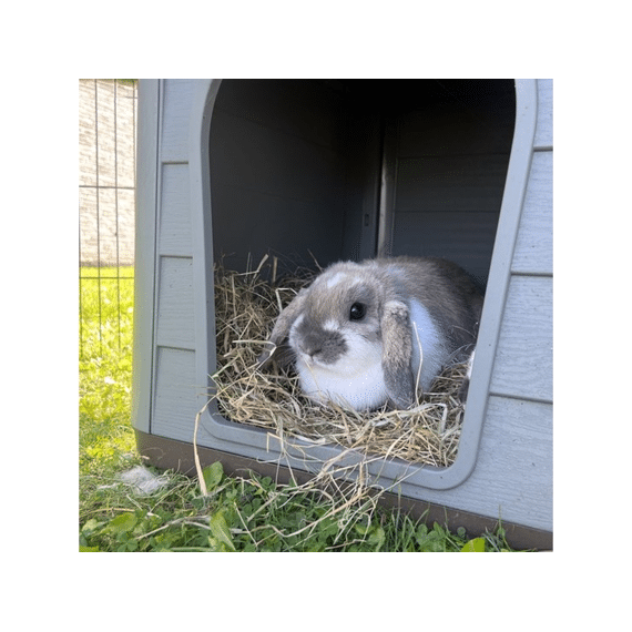 Duvo+ Pepita 2 Eco Huisdierhuis 76x59x55cm Bruin/groen