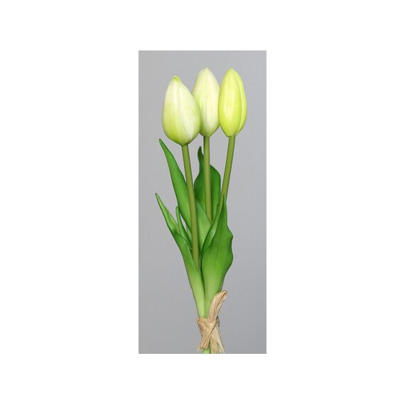 Tulip Bundle X3 24Cm Wit-Groen