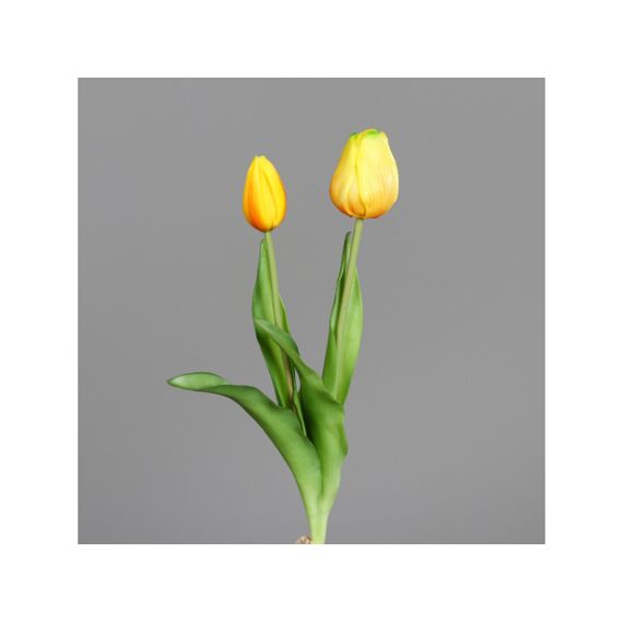 Tulip Bundle X2 38Cm Geel