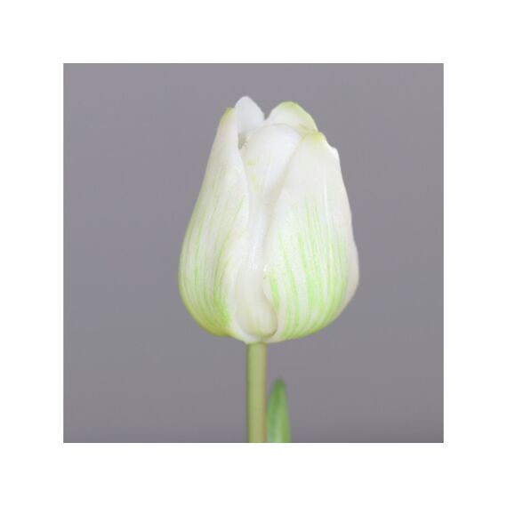 Tulip Bundle X2 38Cm Creme