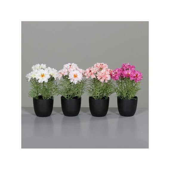 Cornflower In Plastic Pot 19Cm Assortiment