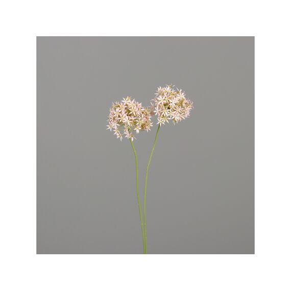 Allium Met 2 Bloemen 66Cm Mauve