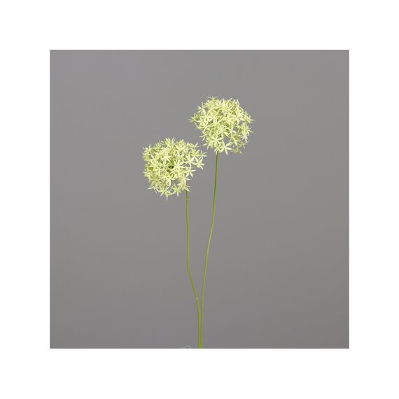 Allium Met 2 Bloemen 66Cm Groen-Creme